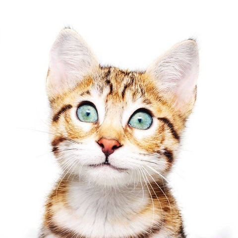 Calming Scents for Cat Anxiety