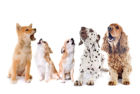 How to Stop Excessive Dog Barking