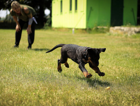 A Housetraining Checklist Every Dog Owner Must Live By