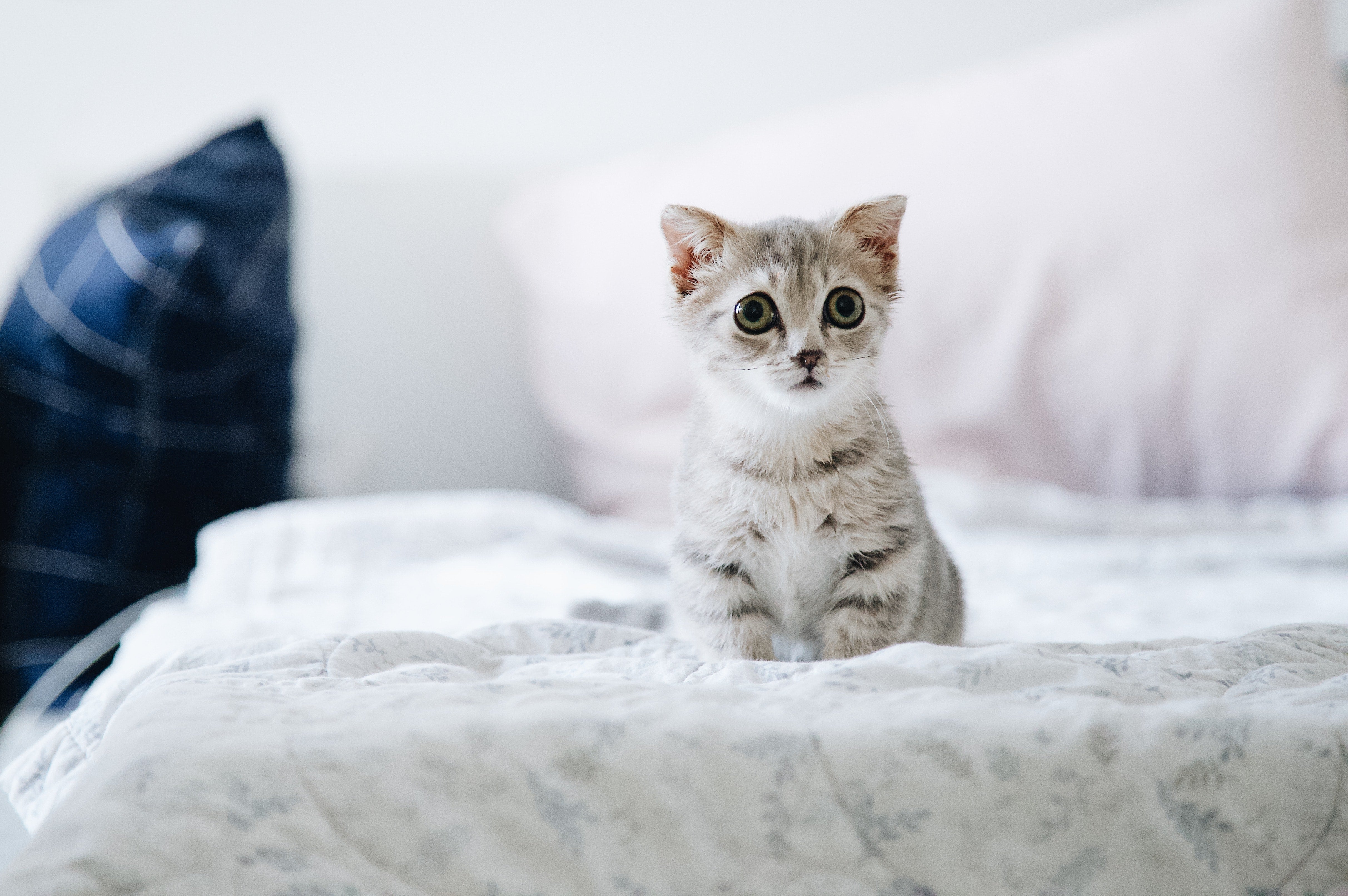 Cat Chat: What Is Your Cat Trying To Tell You?