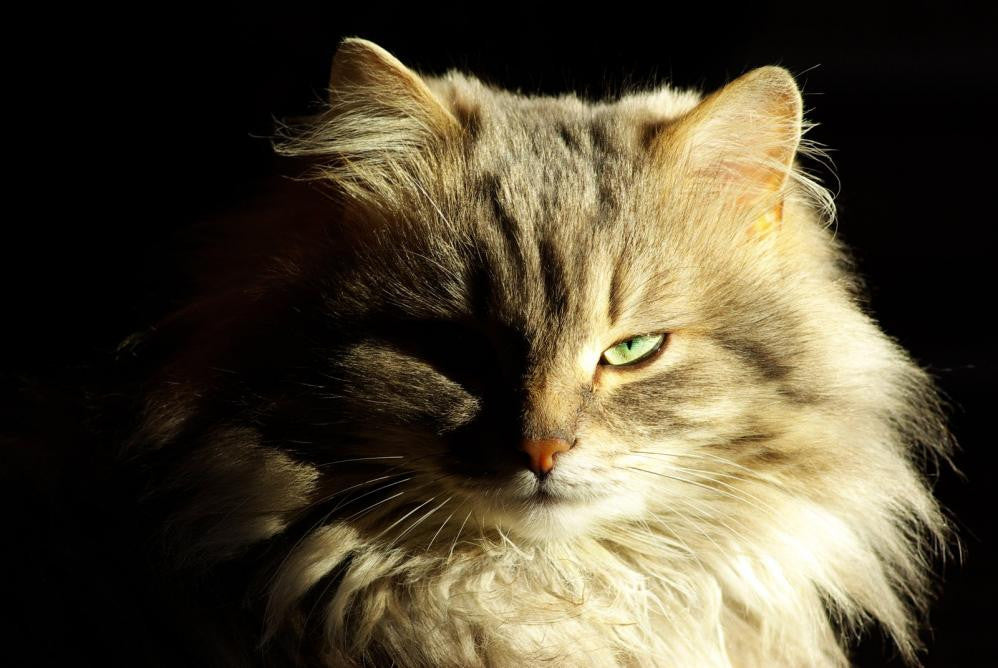 How to Know If My Cat Is Planning World Domination?