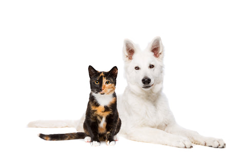 8 tips for a fun 4th of July with your pets