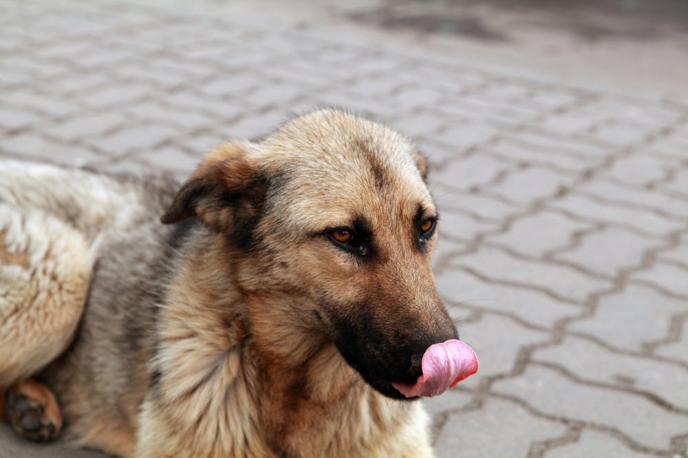 Why My Dog Loves Eating Poop