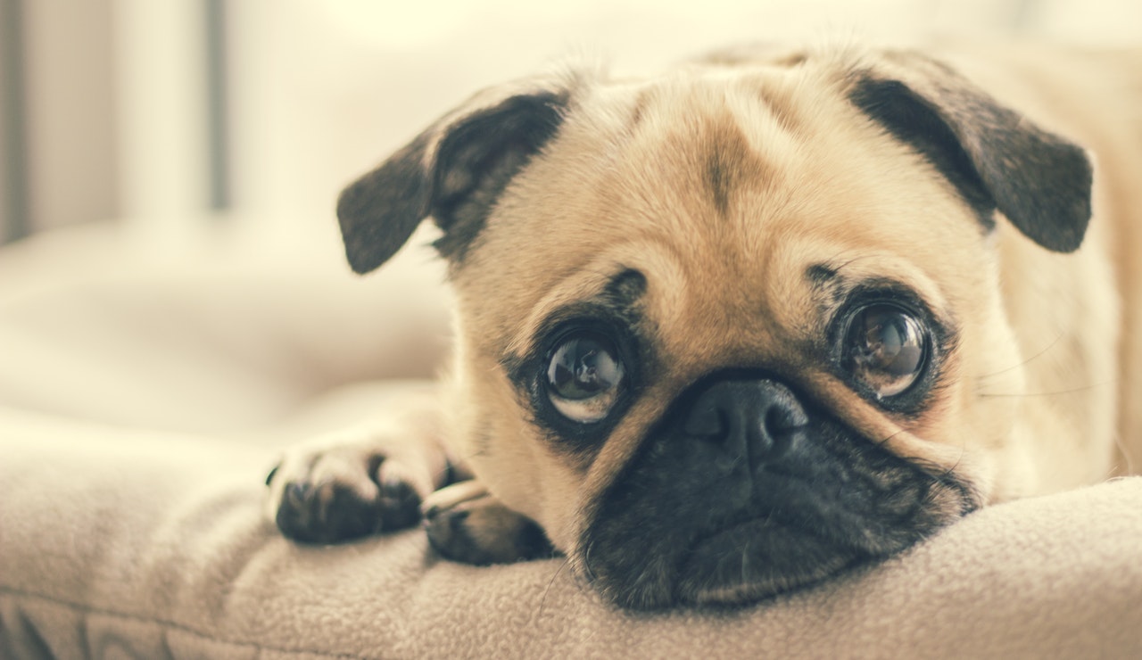5 Myths about Natural Pet Care