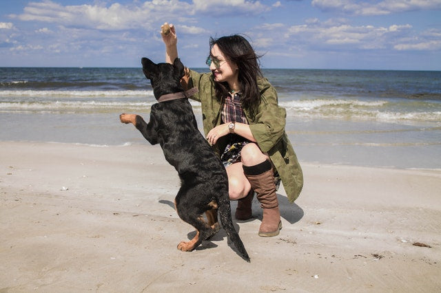 5 Fun Summer Ideas to do with your Dog