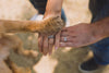 8 Ways in Which Your Pet Can Be a Part of Your Wedding Festivities