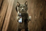 Funny Cat Natural Cat Scent